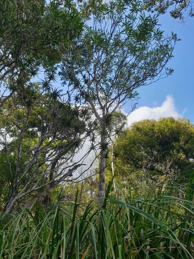 Pseudopanax ferox habit