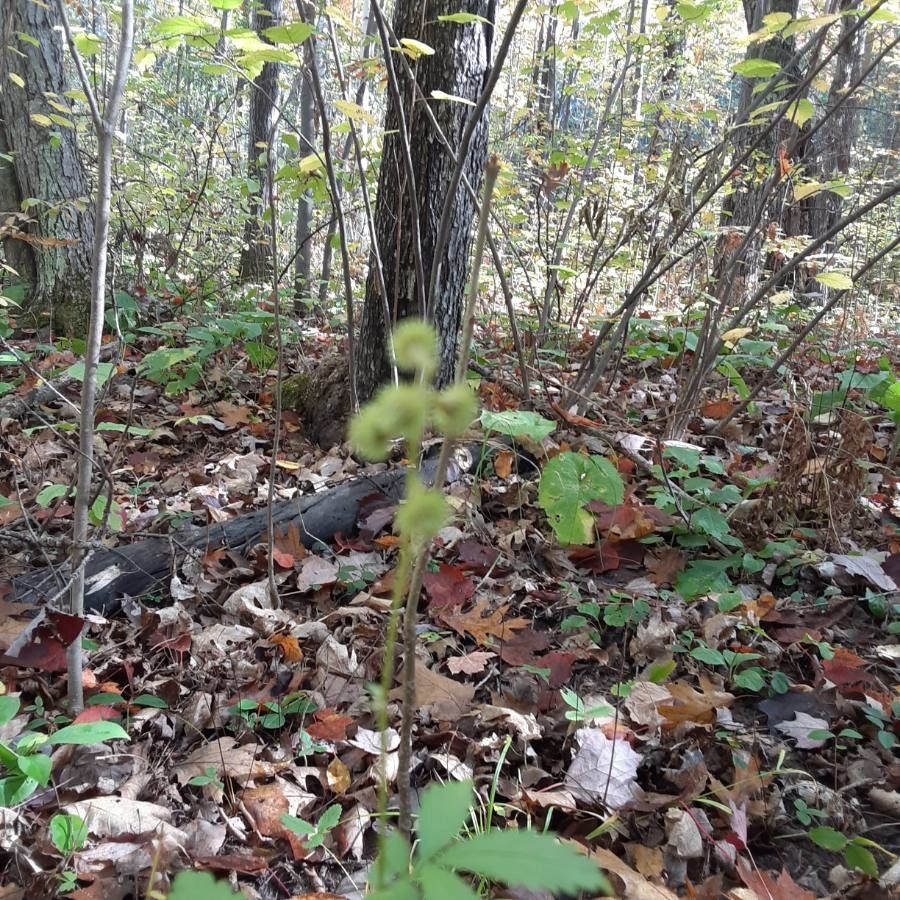Agrimonia gryposepala fruit