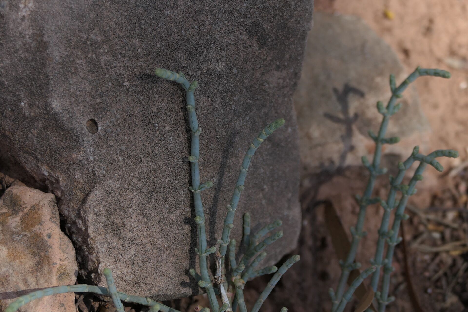 Anabasis prostrata bark