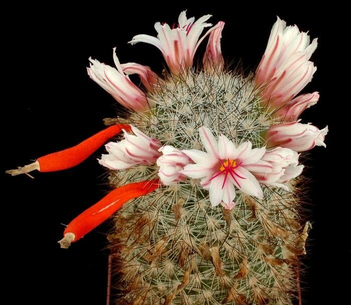 Cochemiea albicans flower