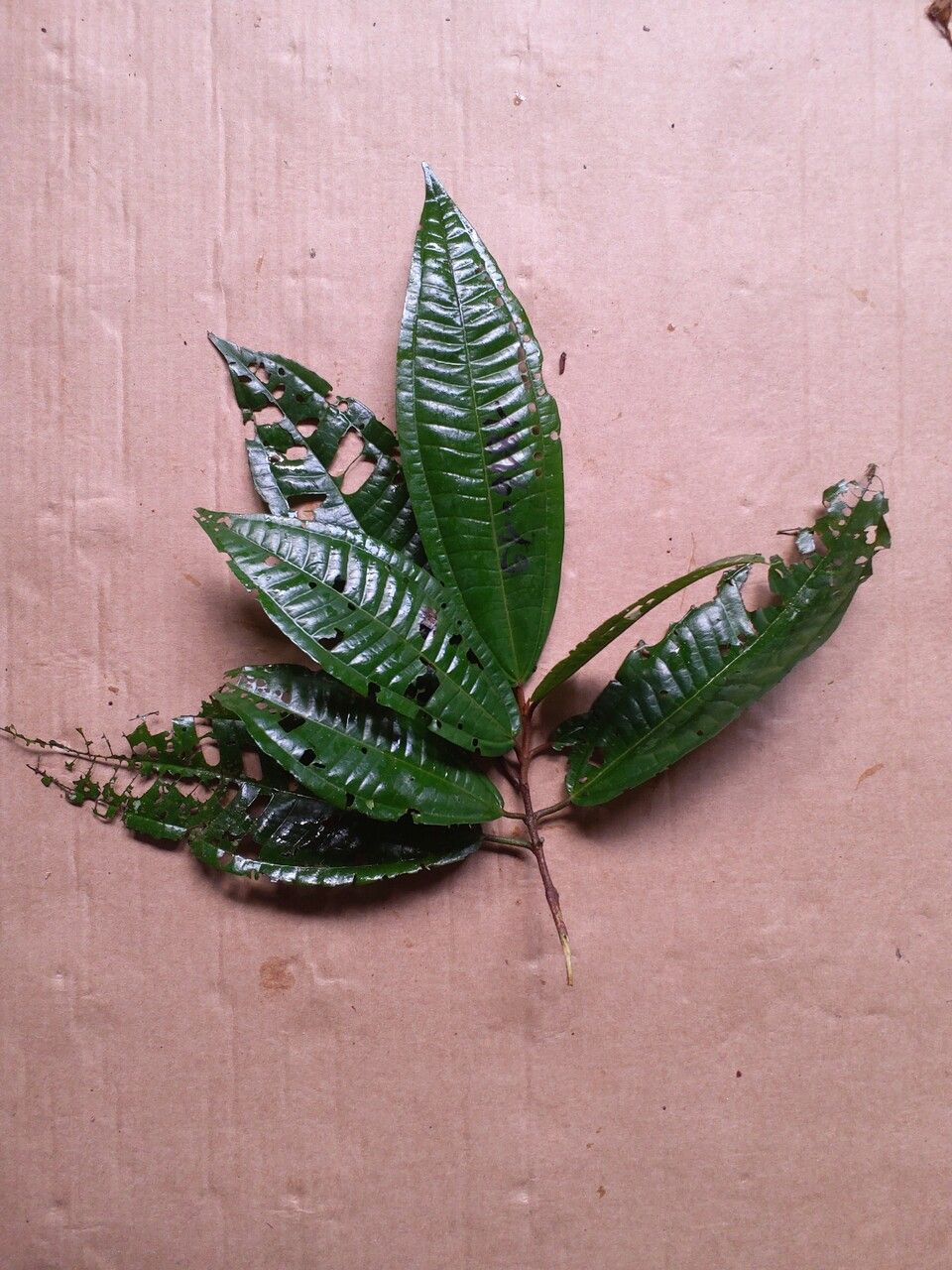 Miconia ruficalyx leaf