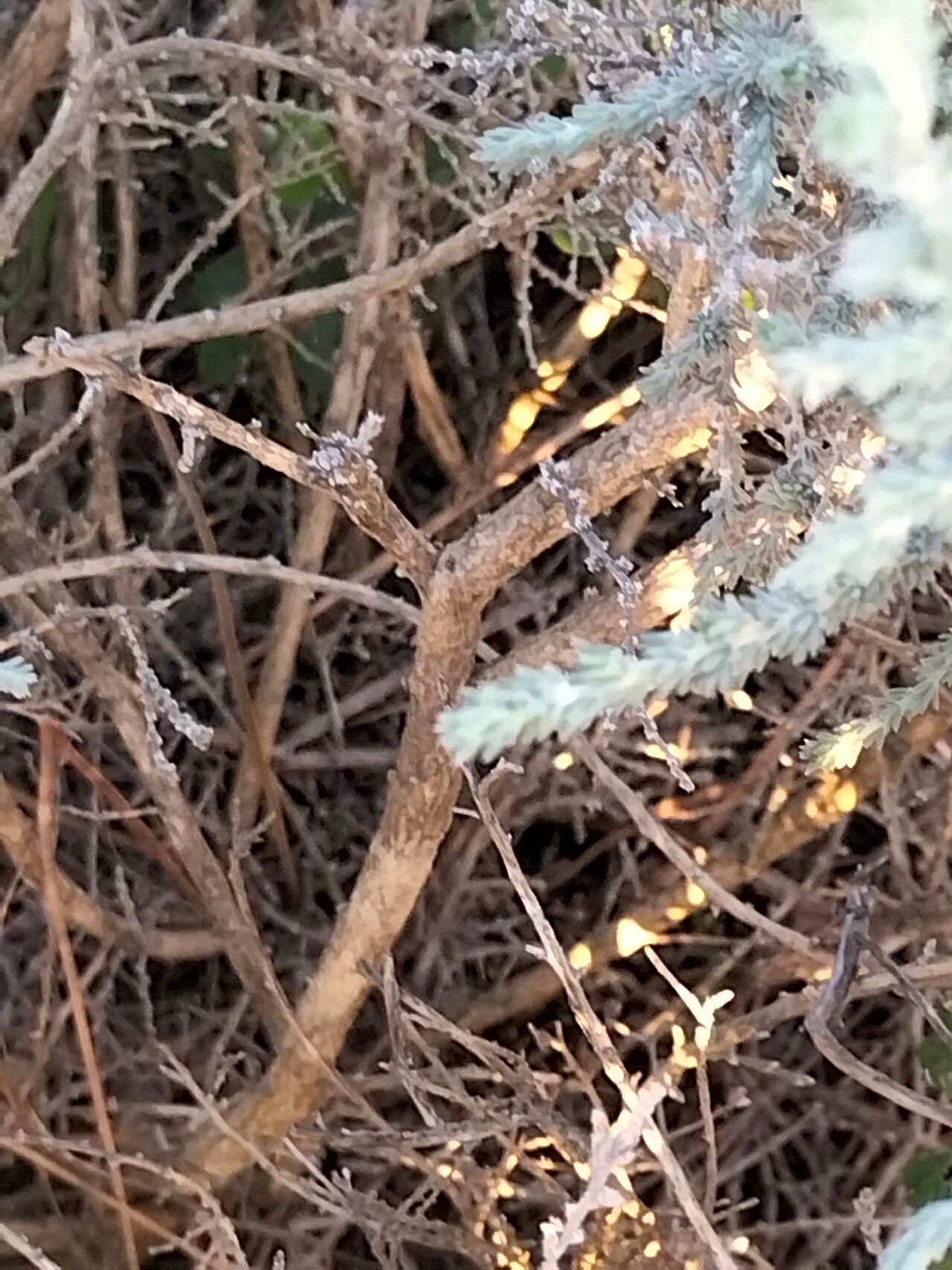 Aspalathus cymbiformis bark