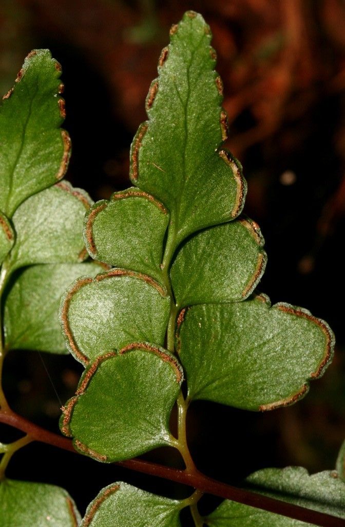 Lindsaea rufa — houseplant care guide