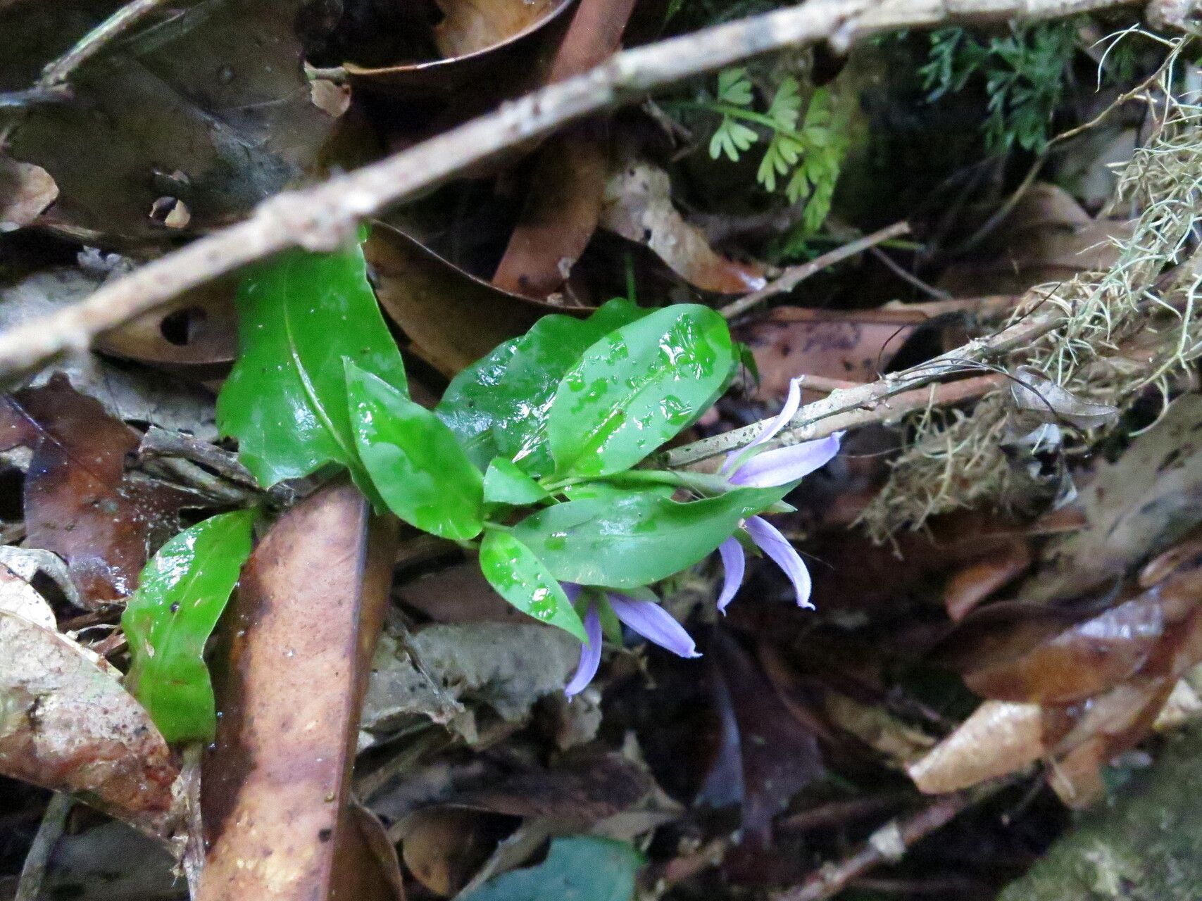 Solanum humblotii habit
