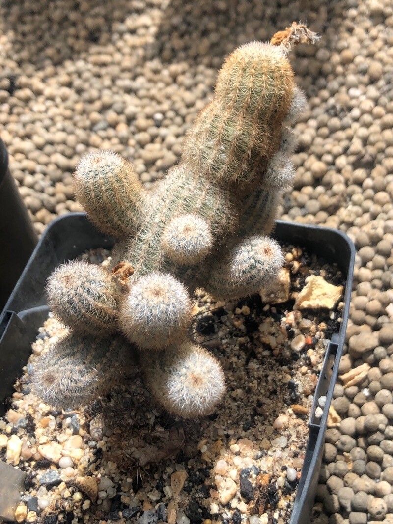 Pygmaeocereus bylesianus — houseplant care guide