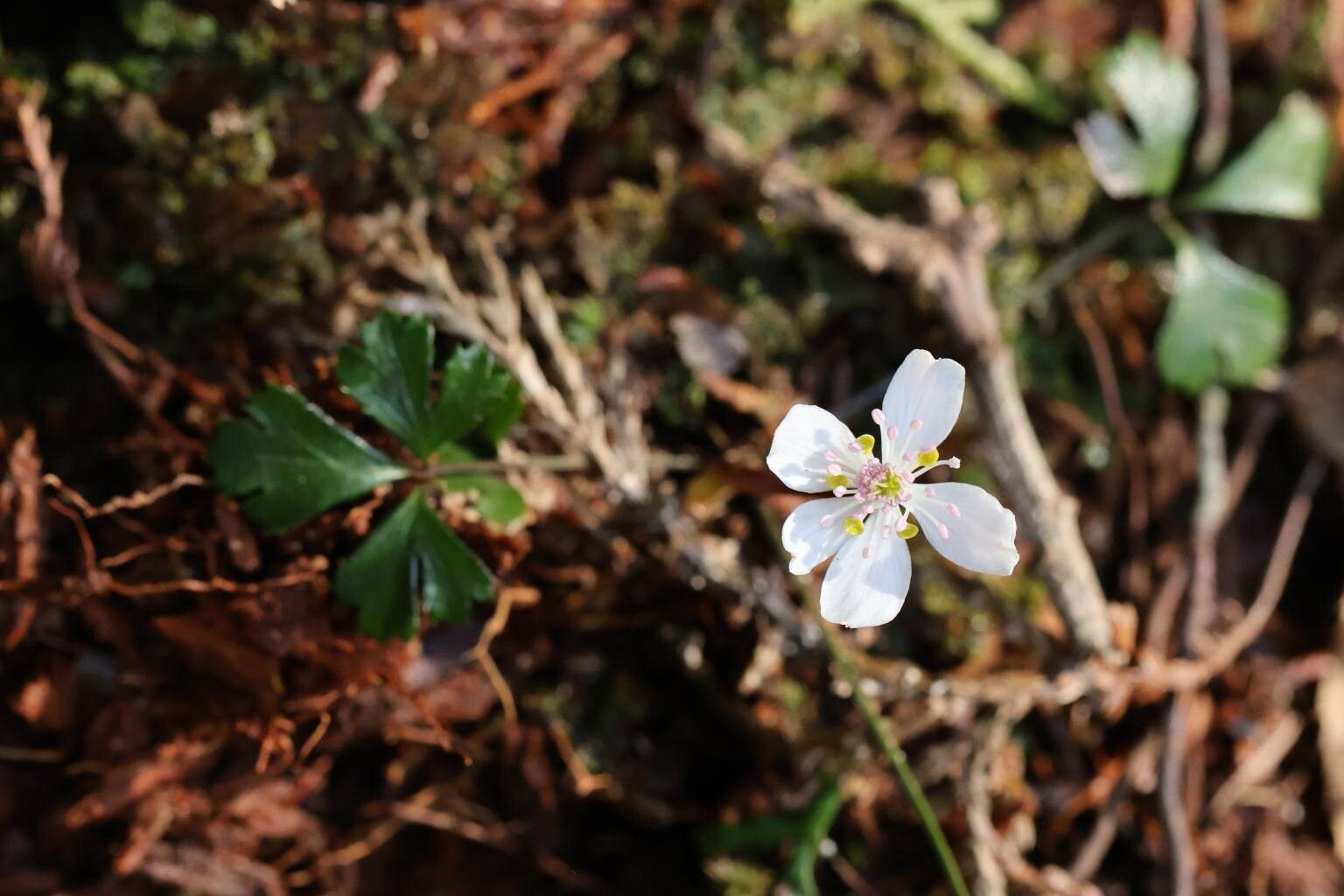 Coptis kitayamensis flower
