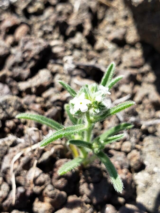 Cryptantha pterocarya flower