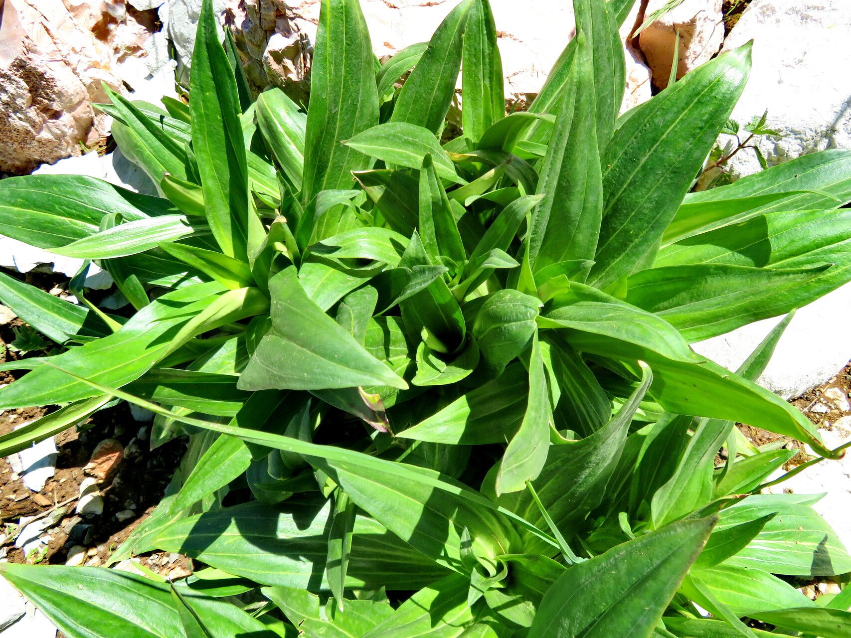 Gentianella crassicaulis — search result for 'Gentianella'