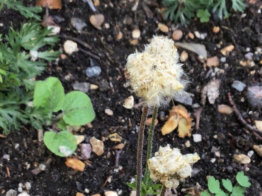 Anemone multifida flower