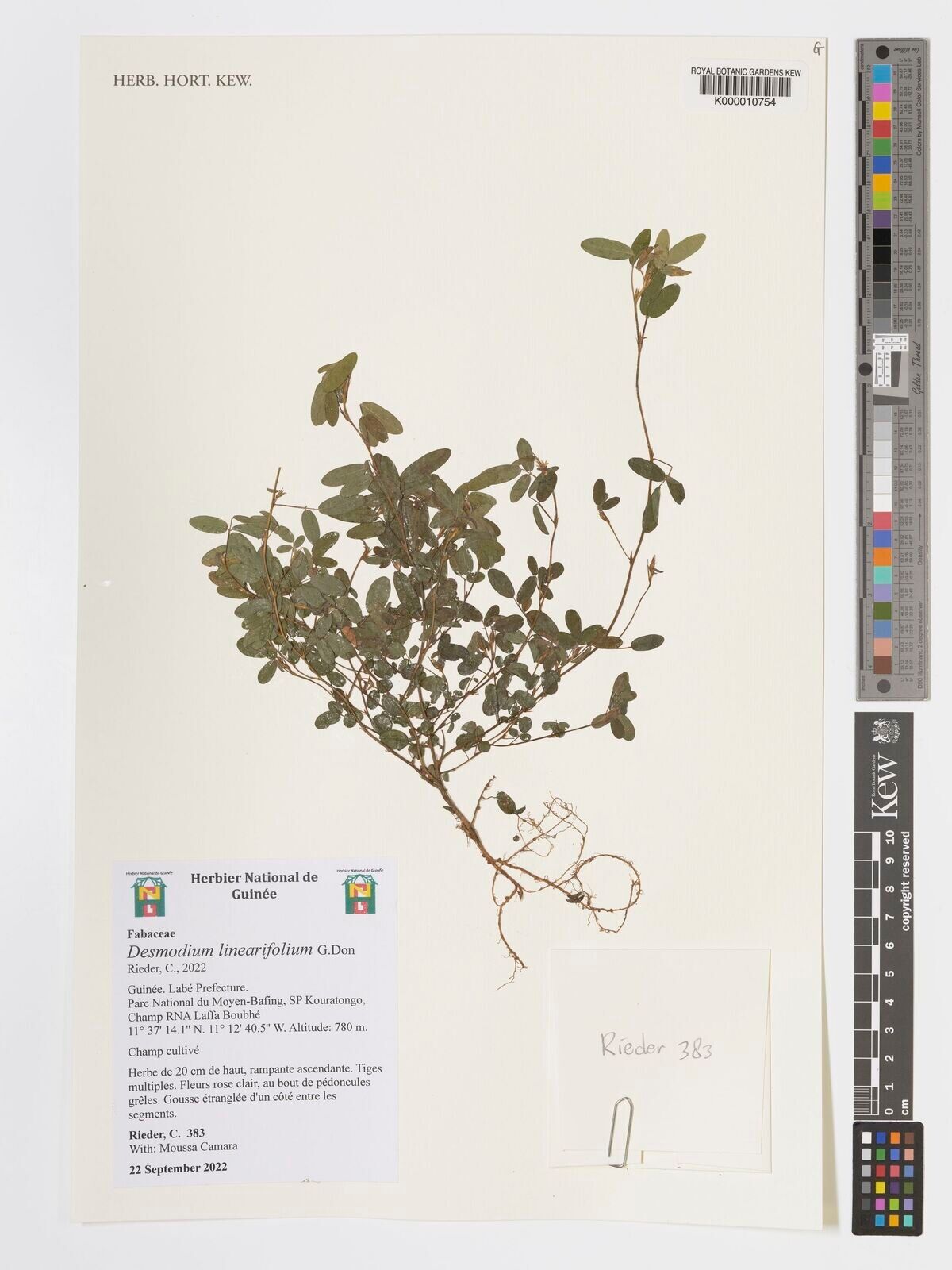Desmodium linearifolium — search result for 'Desmodium'
