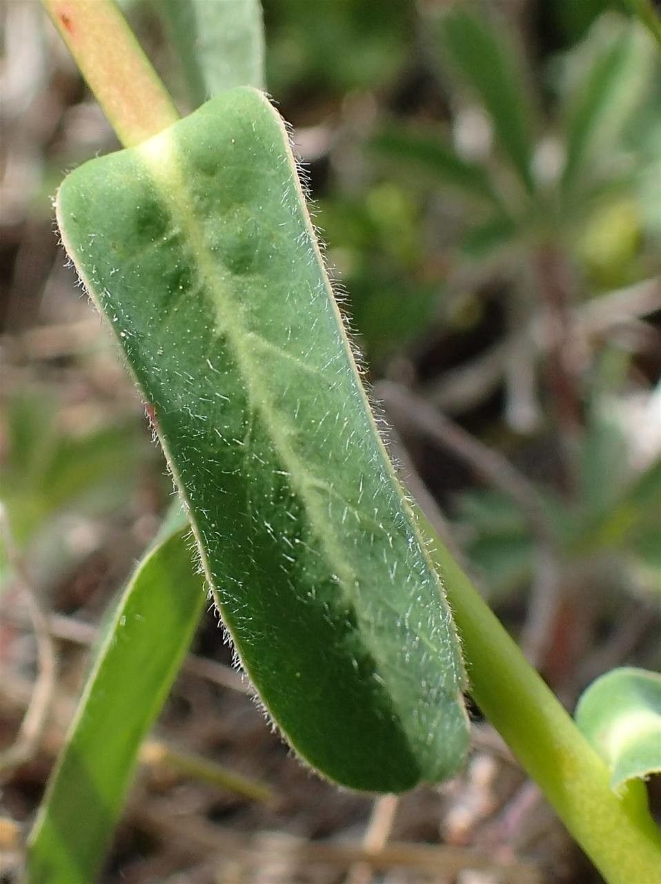 Euphorbia verrucosa — houseplant care guide