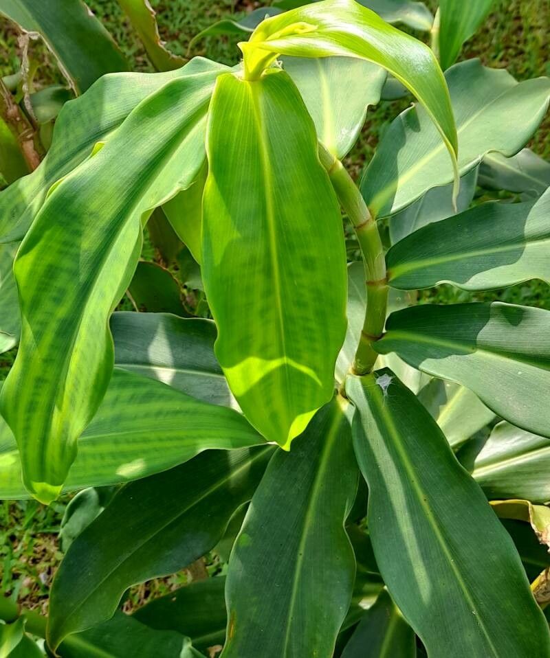 Costus barbatus — search result for 'Costaceae'