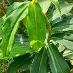 Costus barbatus