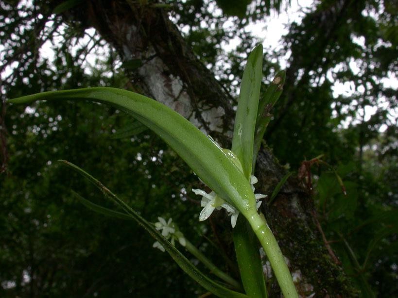 Epidendrum octomerioides bark