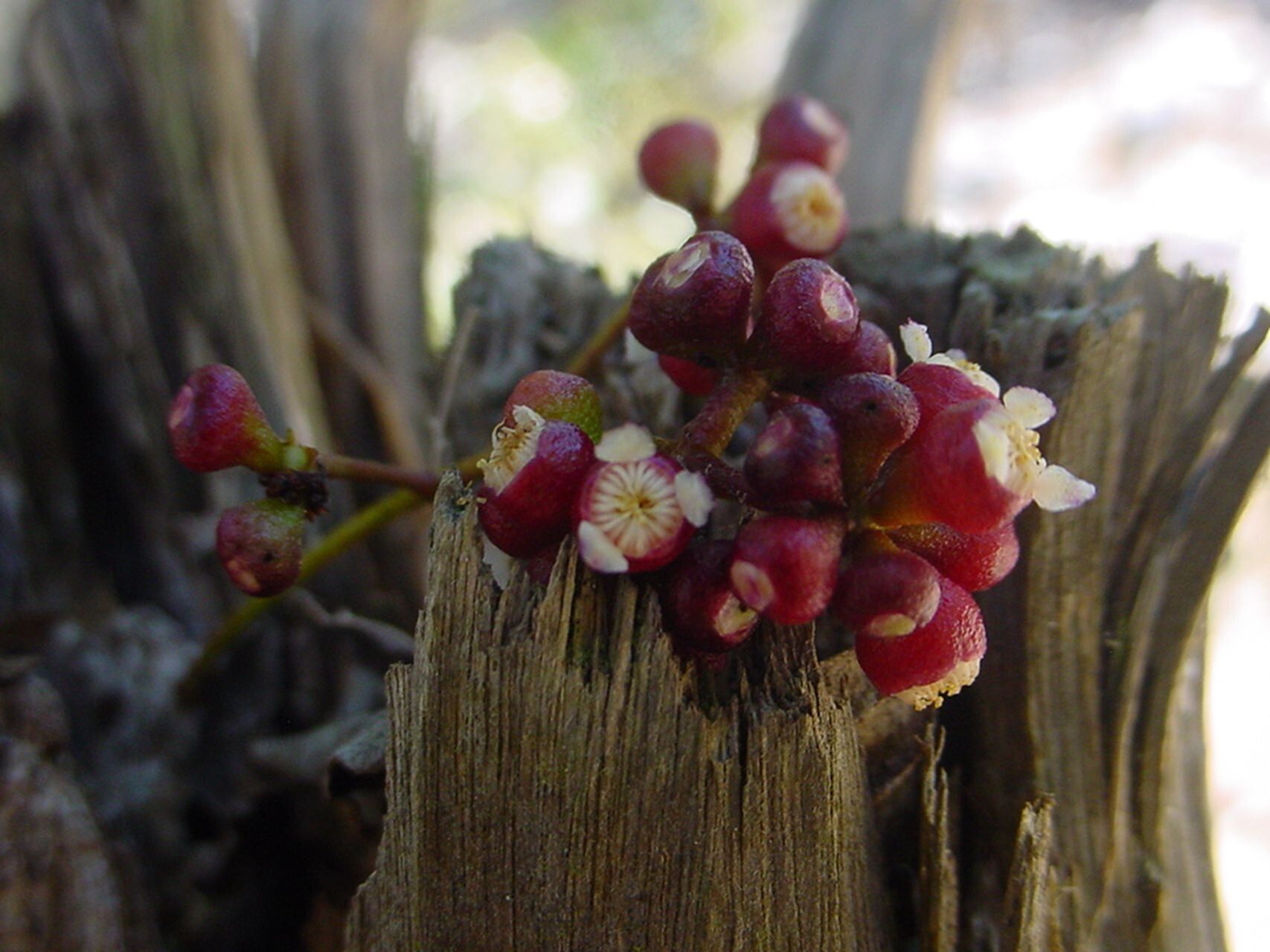 Syzygium pendulinum fruit