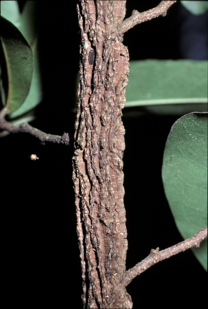 Desmos saccopetaloides bark
