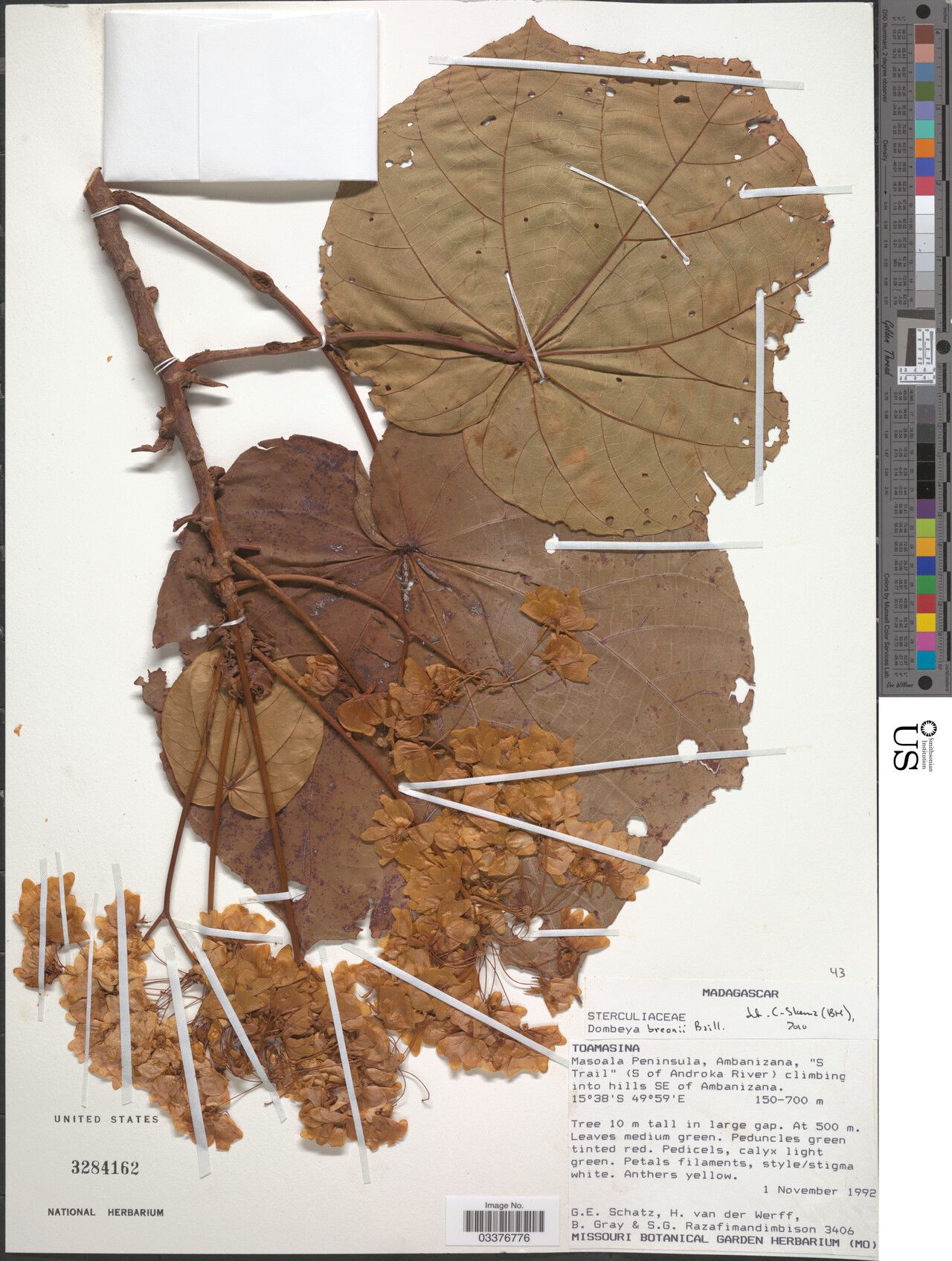 Dombeya breonii — houseplant care guide