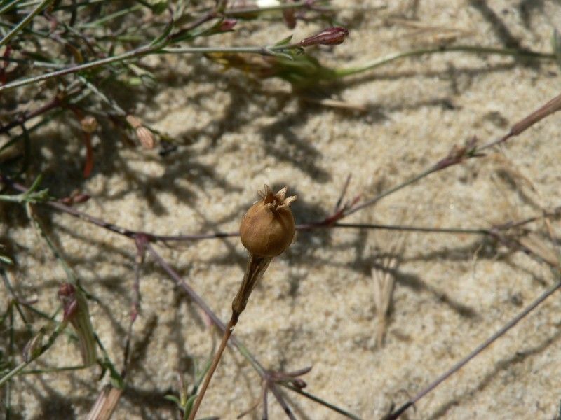 Silene portensis fruit