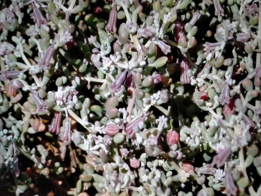 Tetraena gaetula fruit