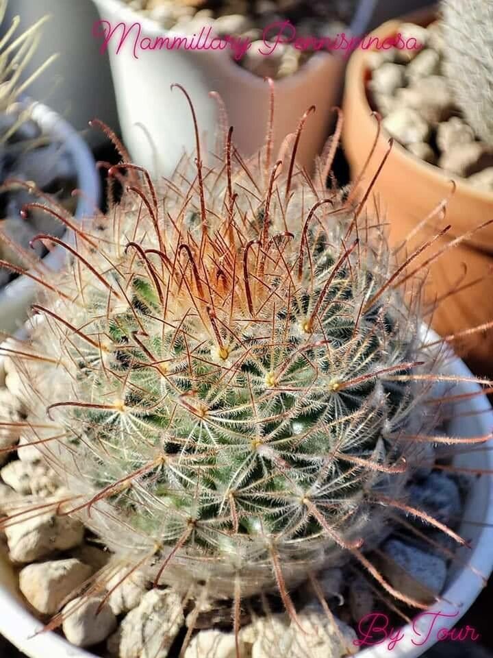 Mammillaria pennispinosa — search result for 'Mammillaria'