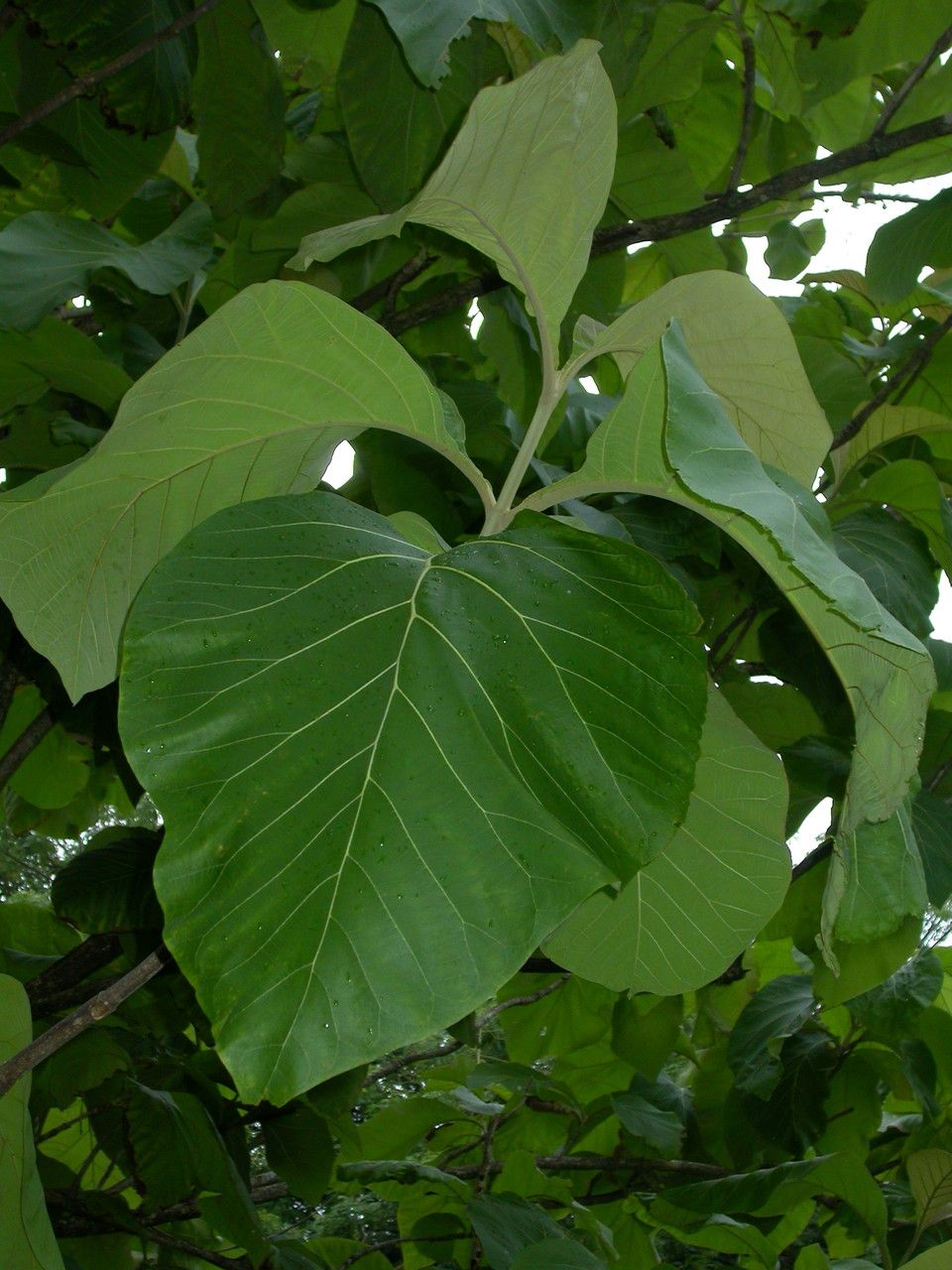Tectona grandis leaf