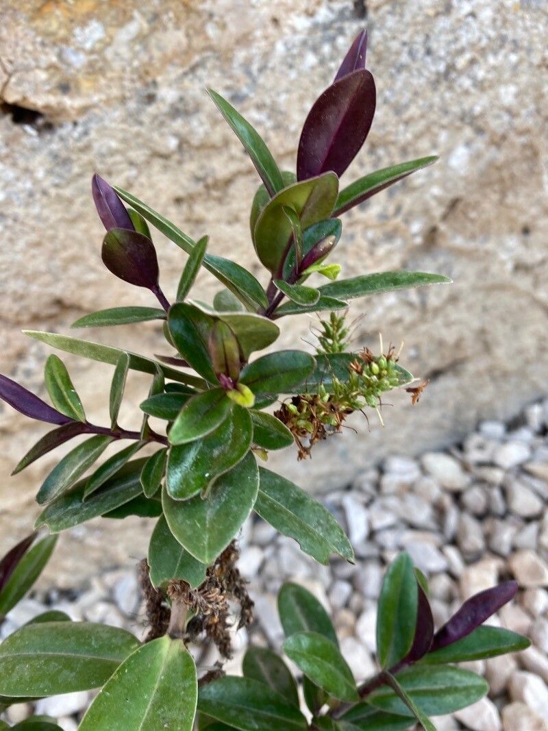 Veronica speciosa fruit
