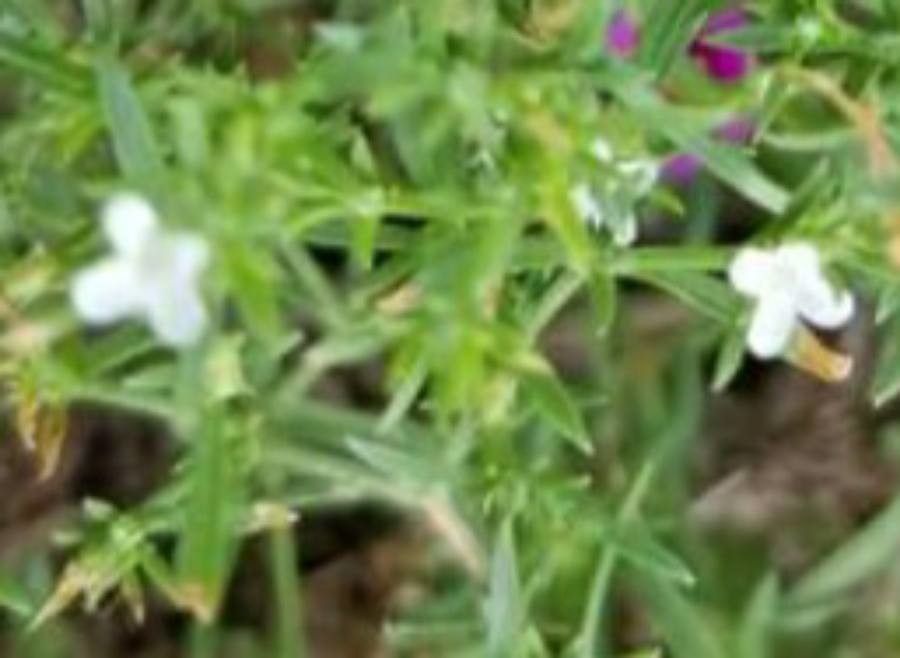 Polypremum procumbens flower