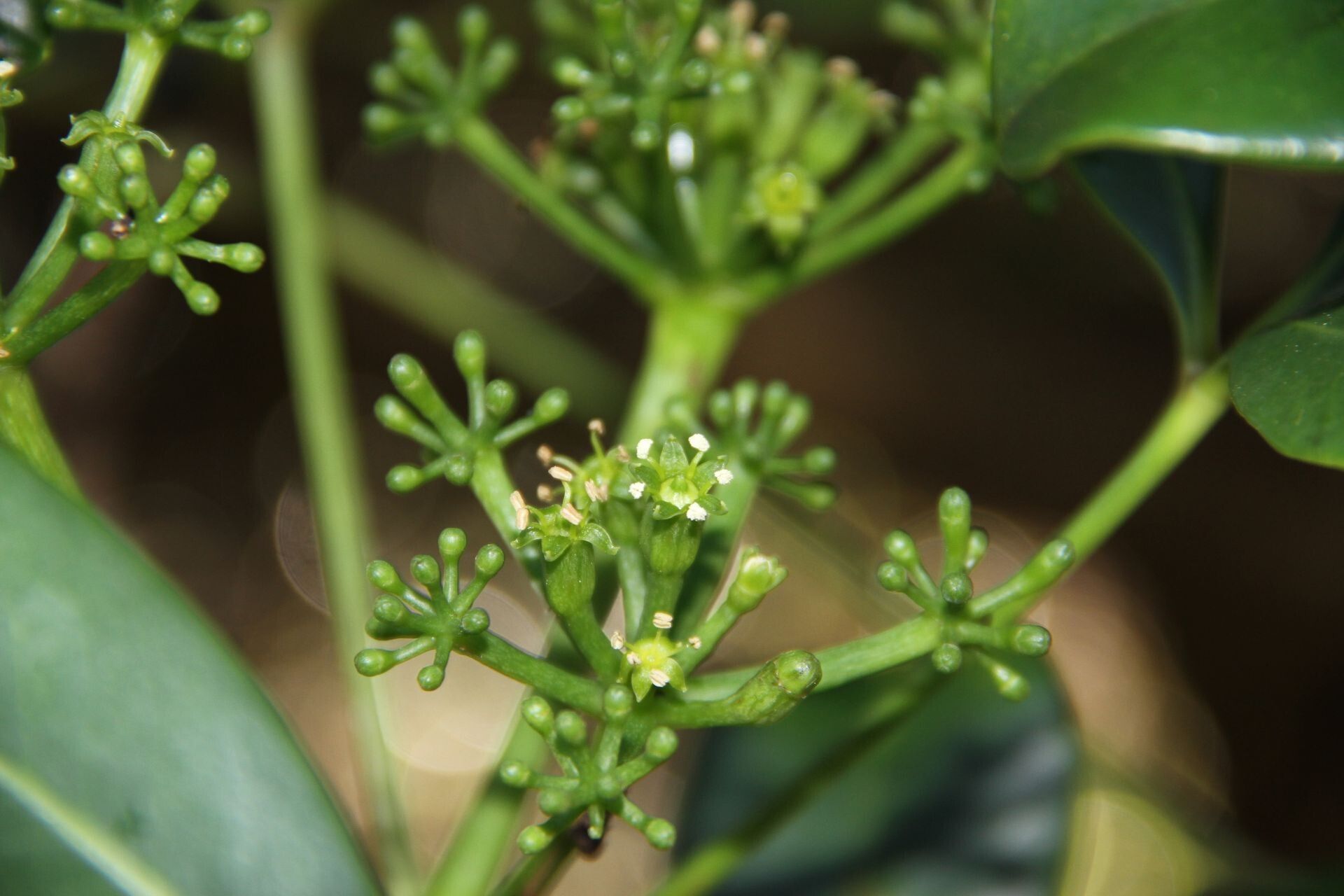 Plerandra crassipes flower