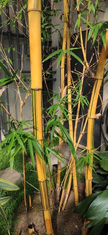 Bambusa eutuldoides bark