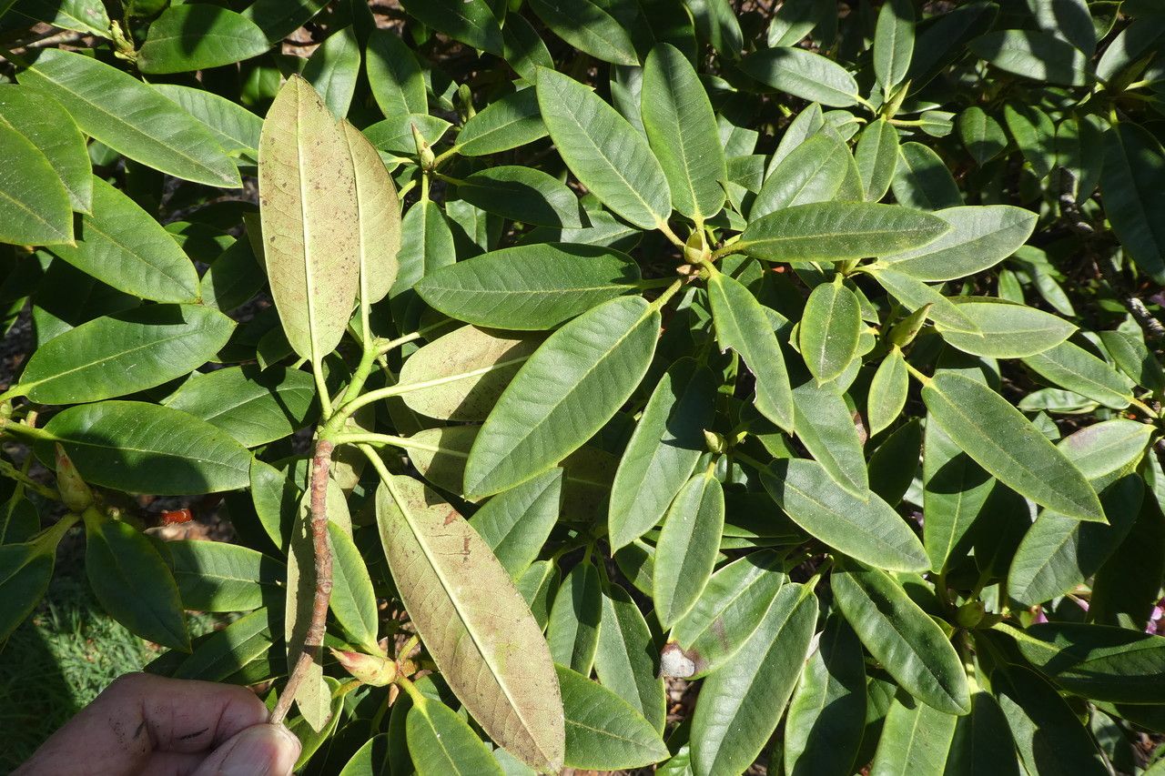 Rhododendron balfourianum — houseplant care guide