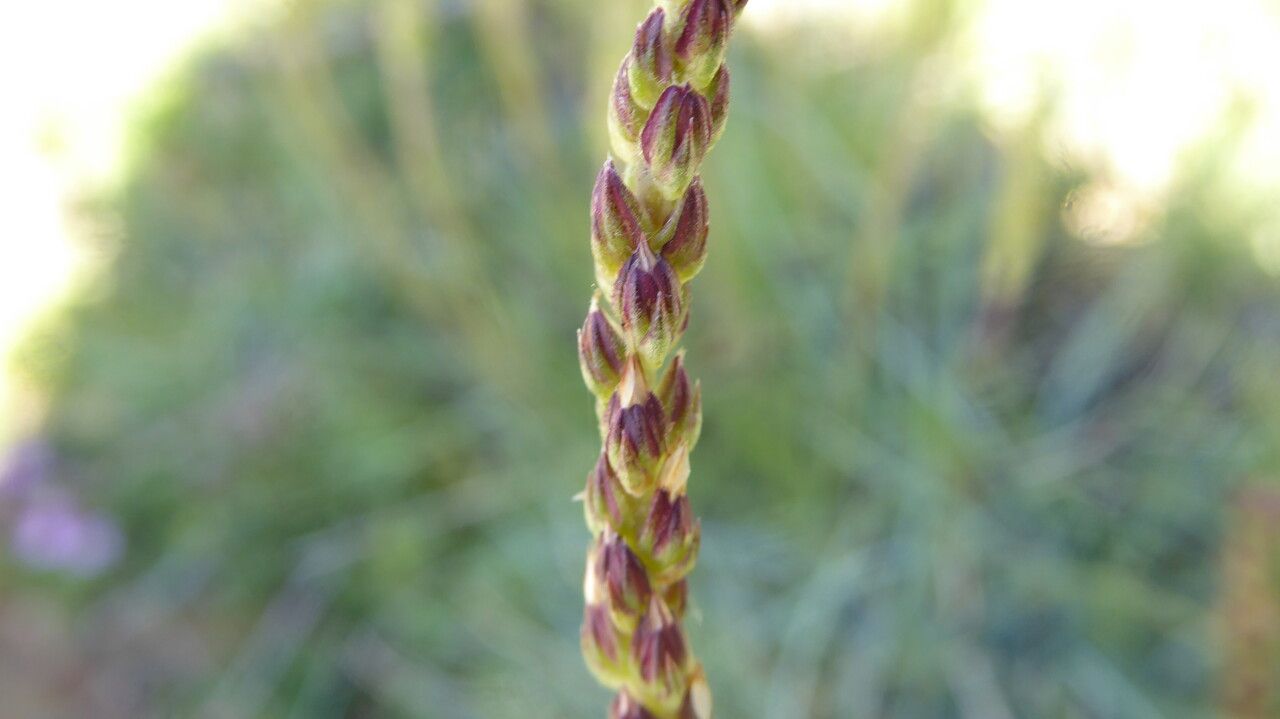 Plantago holosteum fruit