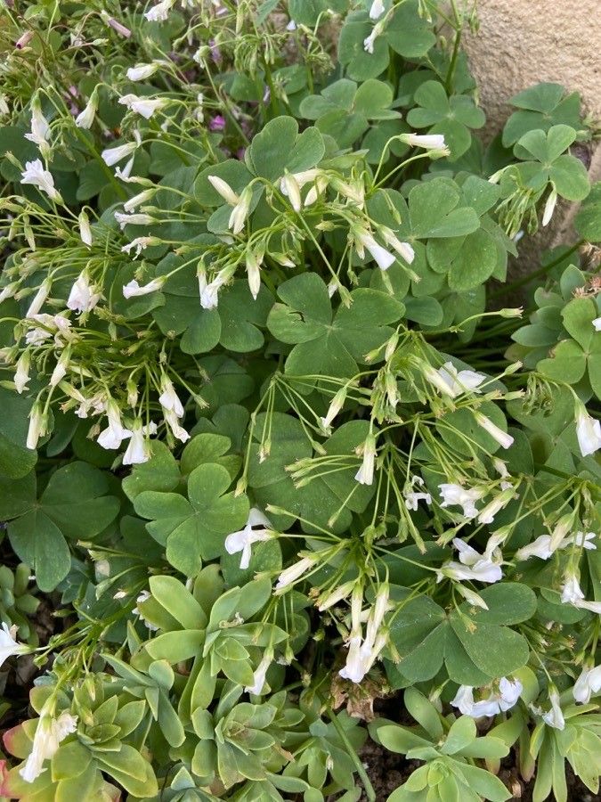 Oxalis incarnata habit