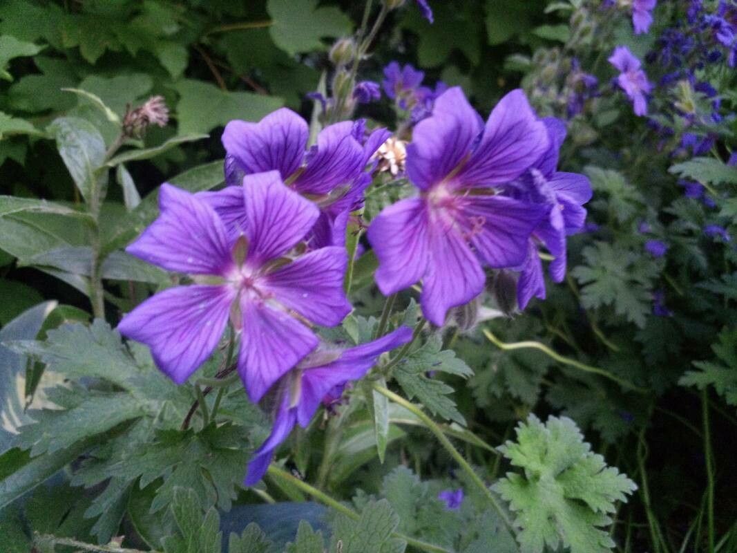 Geranium x magnificum flower