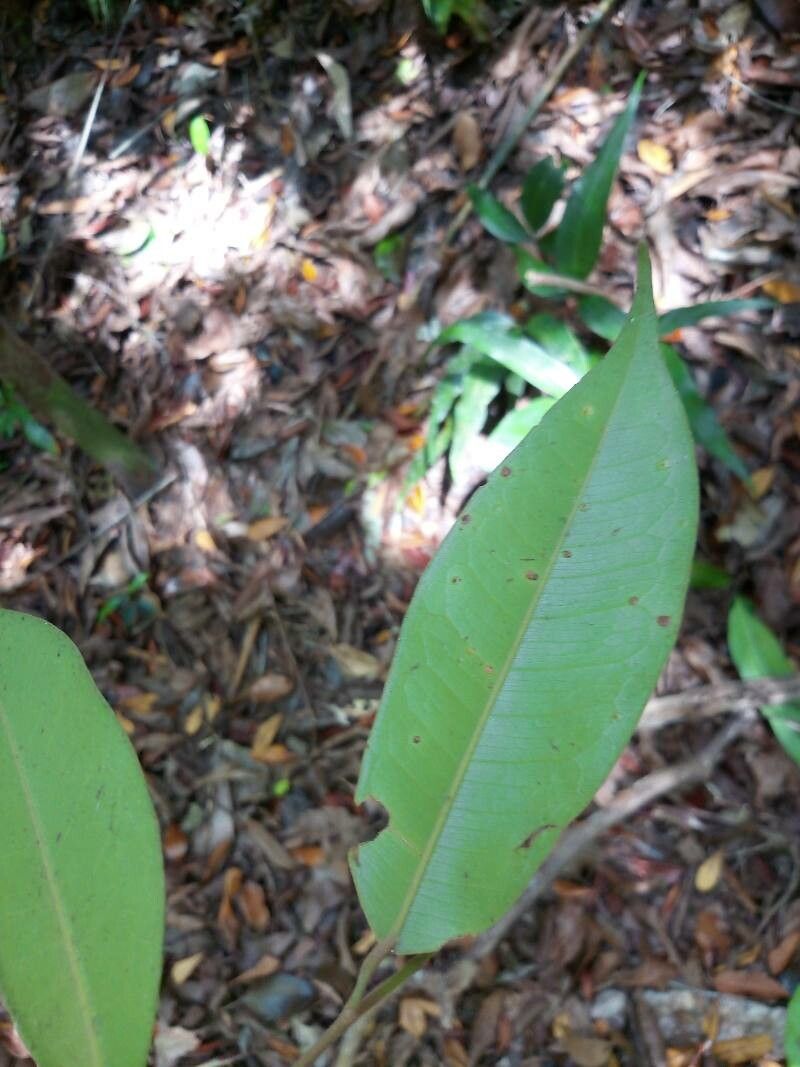Cotylelobium melanoxylon leaf