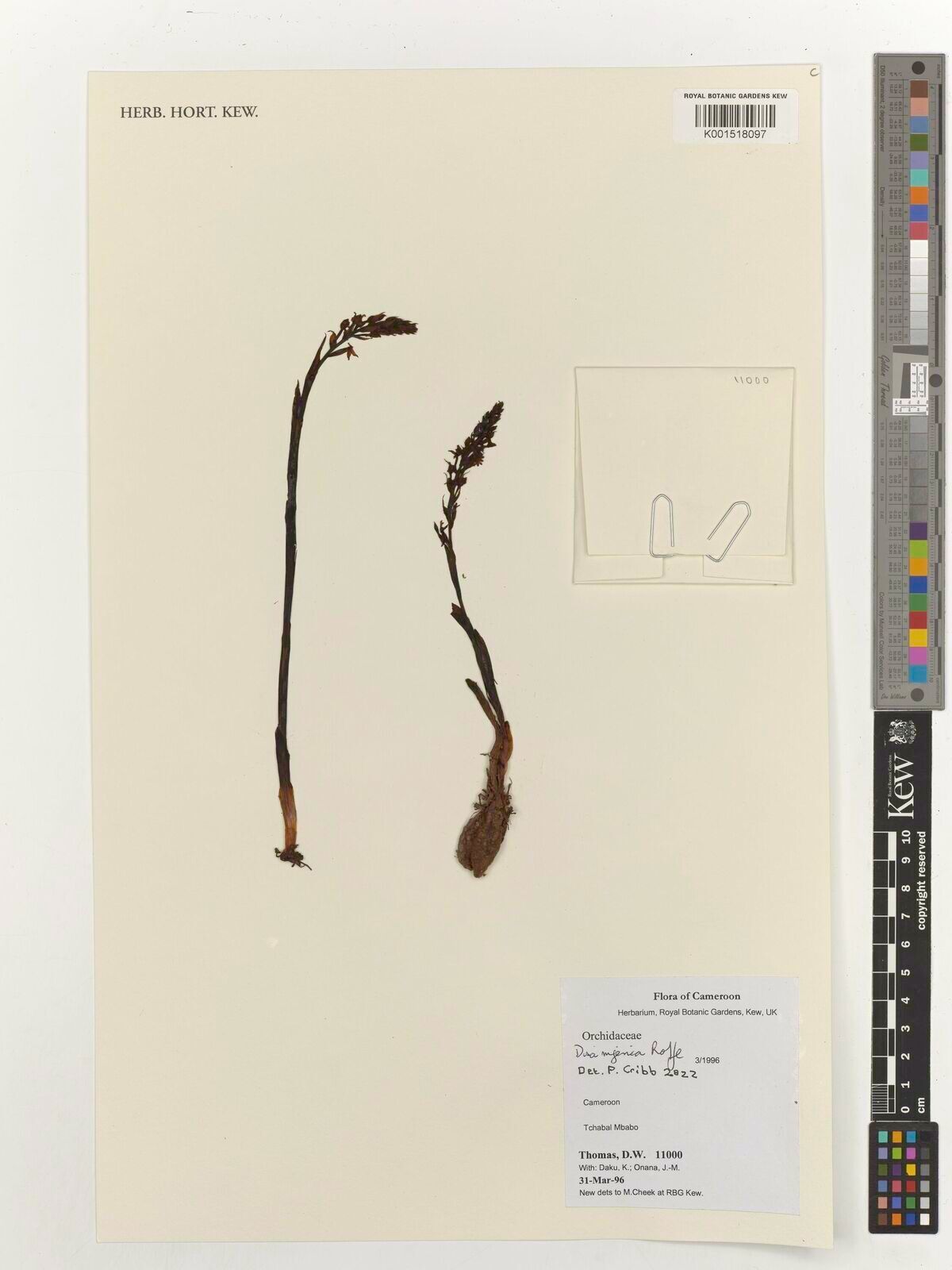 Disa nigerica — houseplant care guide