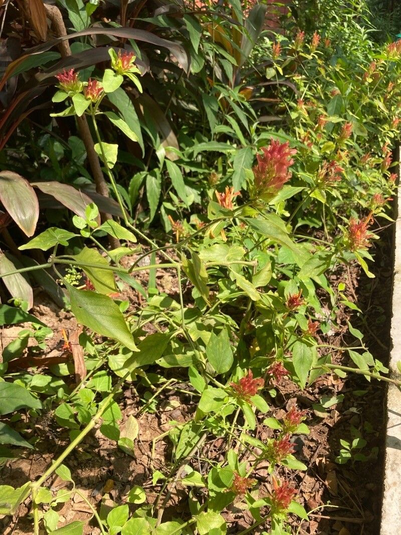 Justicia fulvicoma flower