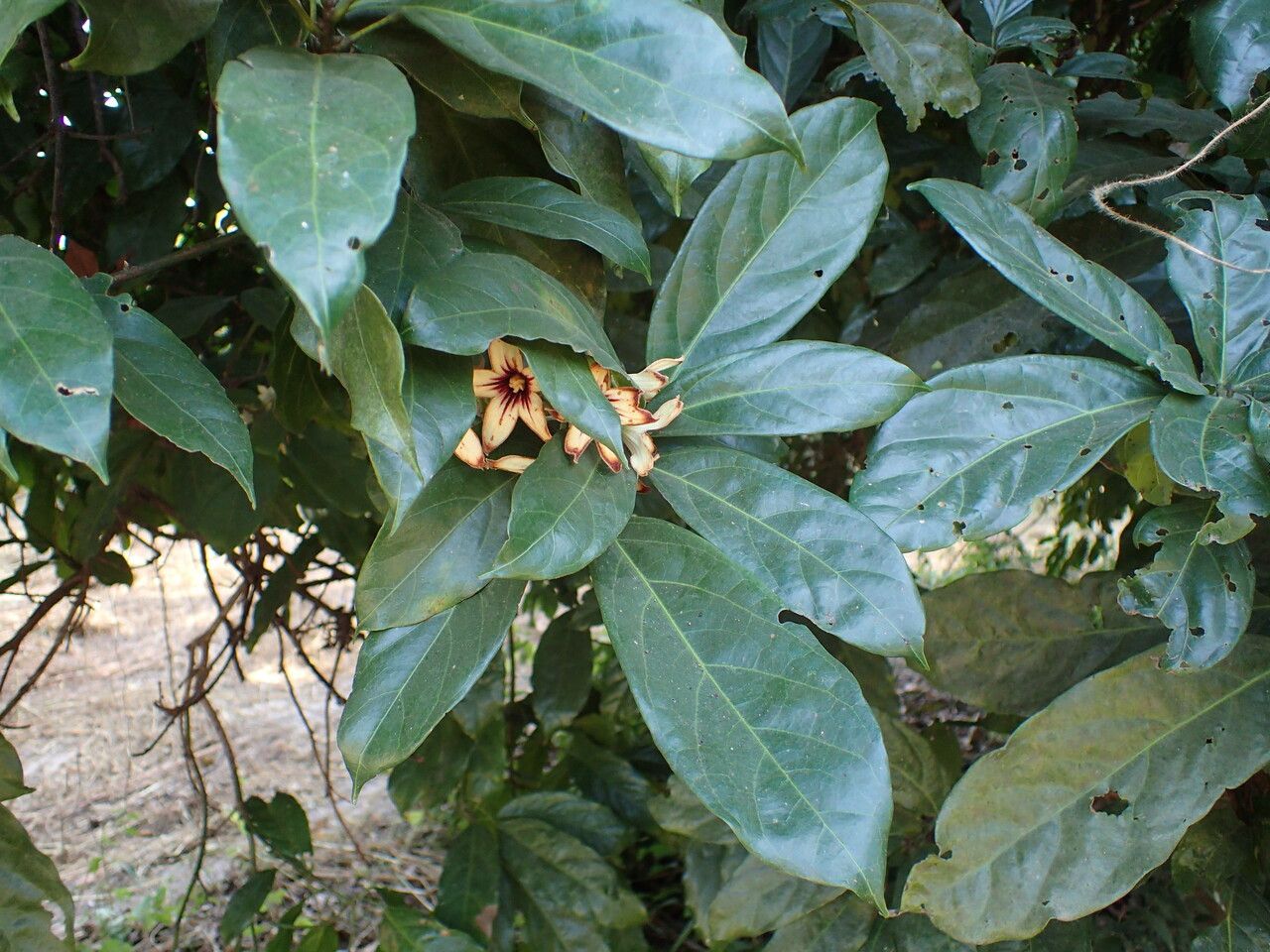 Cola nitida — search result for 'Tropical West Africa'