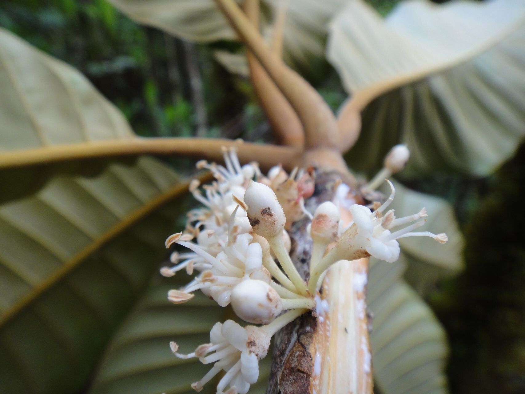 Pycnandra balansae flower