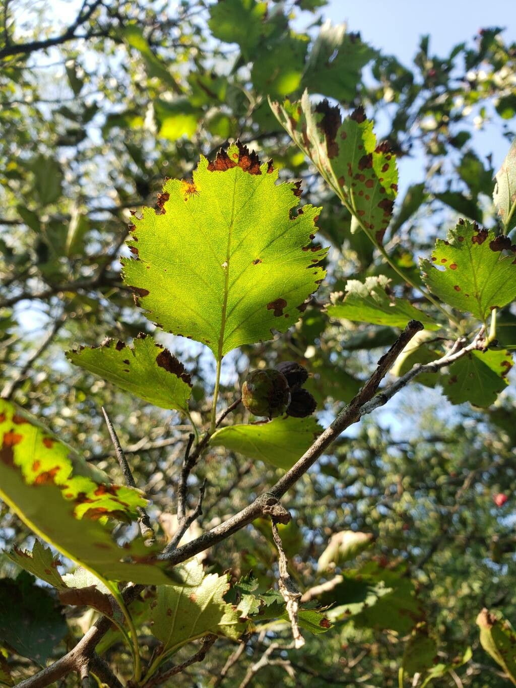 Crataegus irrasa — search result for 'Crataegus'