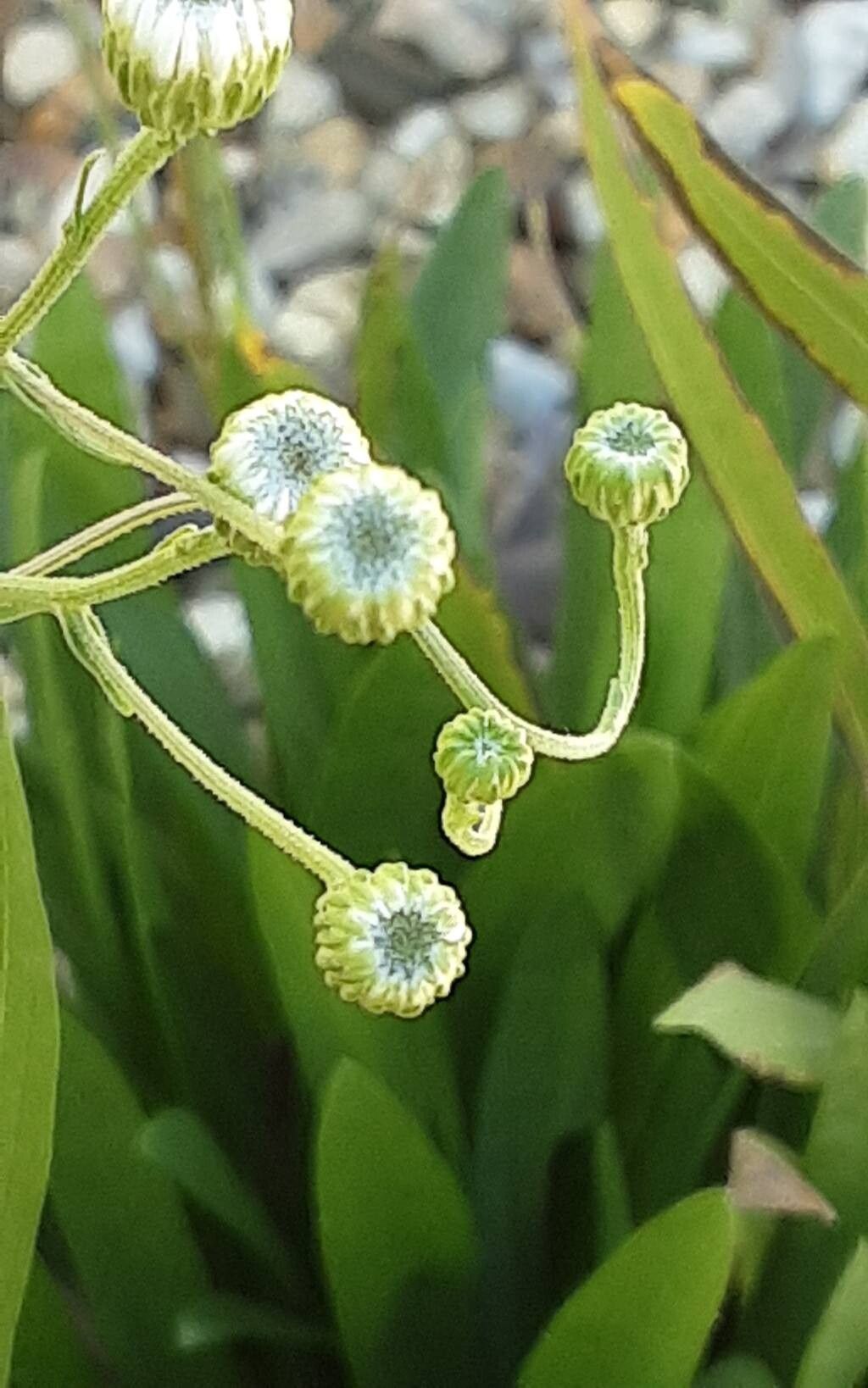 Solidago ptarmicoides — search result for 'Solidago'