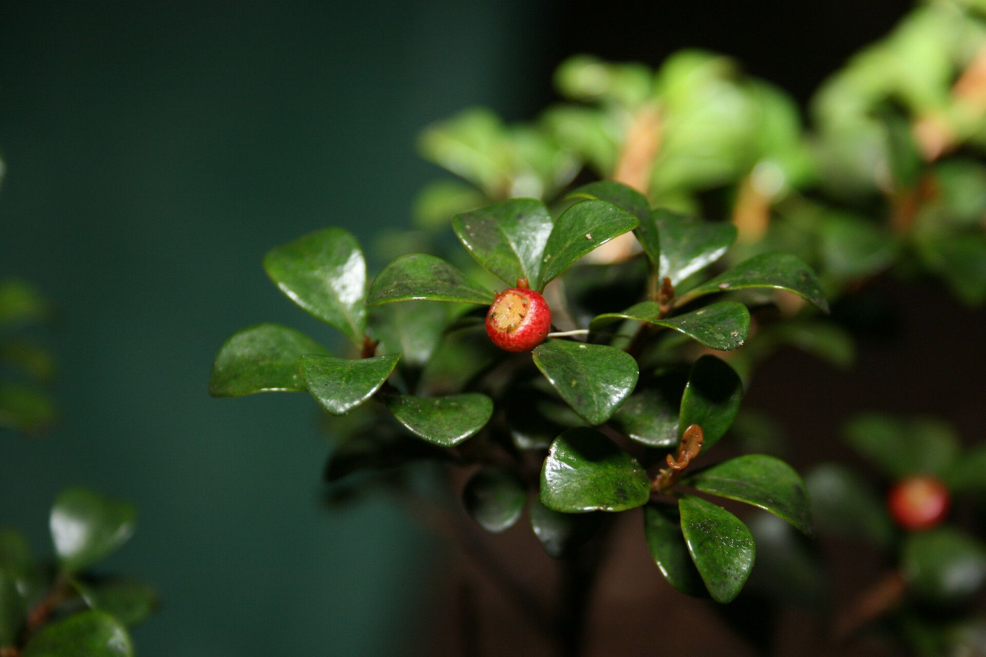 Syzygium adelphicum — related species from the same genus