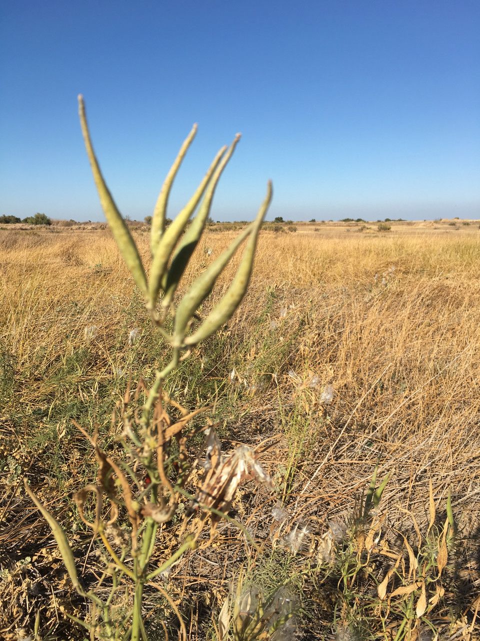 Asclepias fascicularis fruit