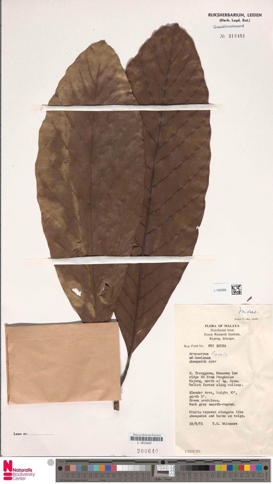 Artocarpus lowii — search result for 'Artocarpus'