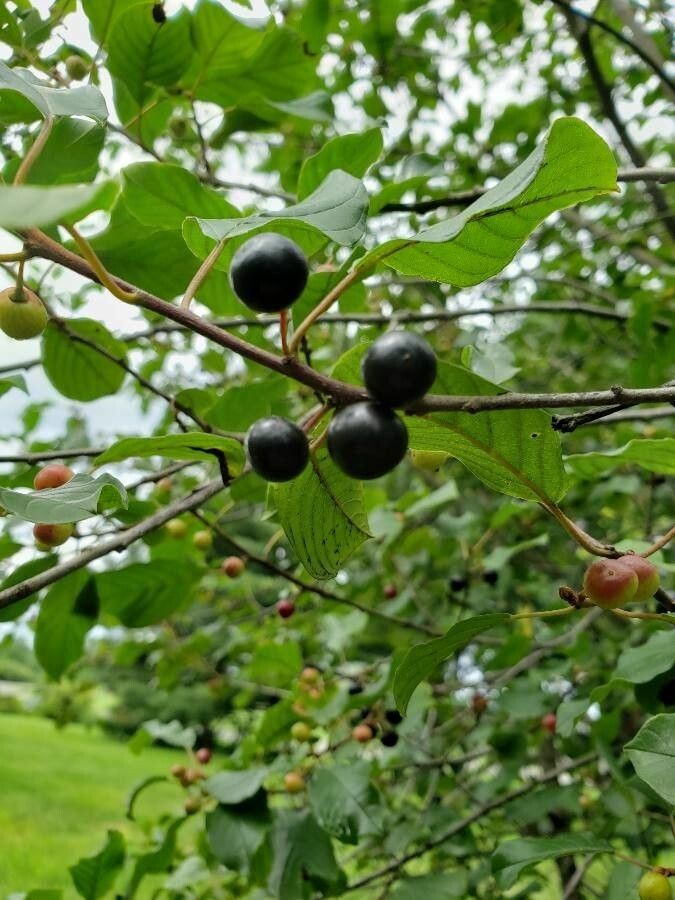 Frangula dodonei fruit