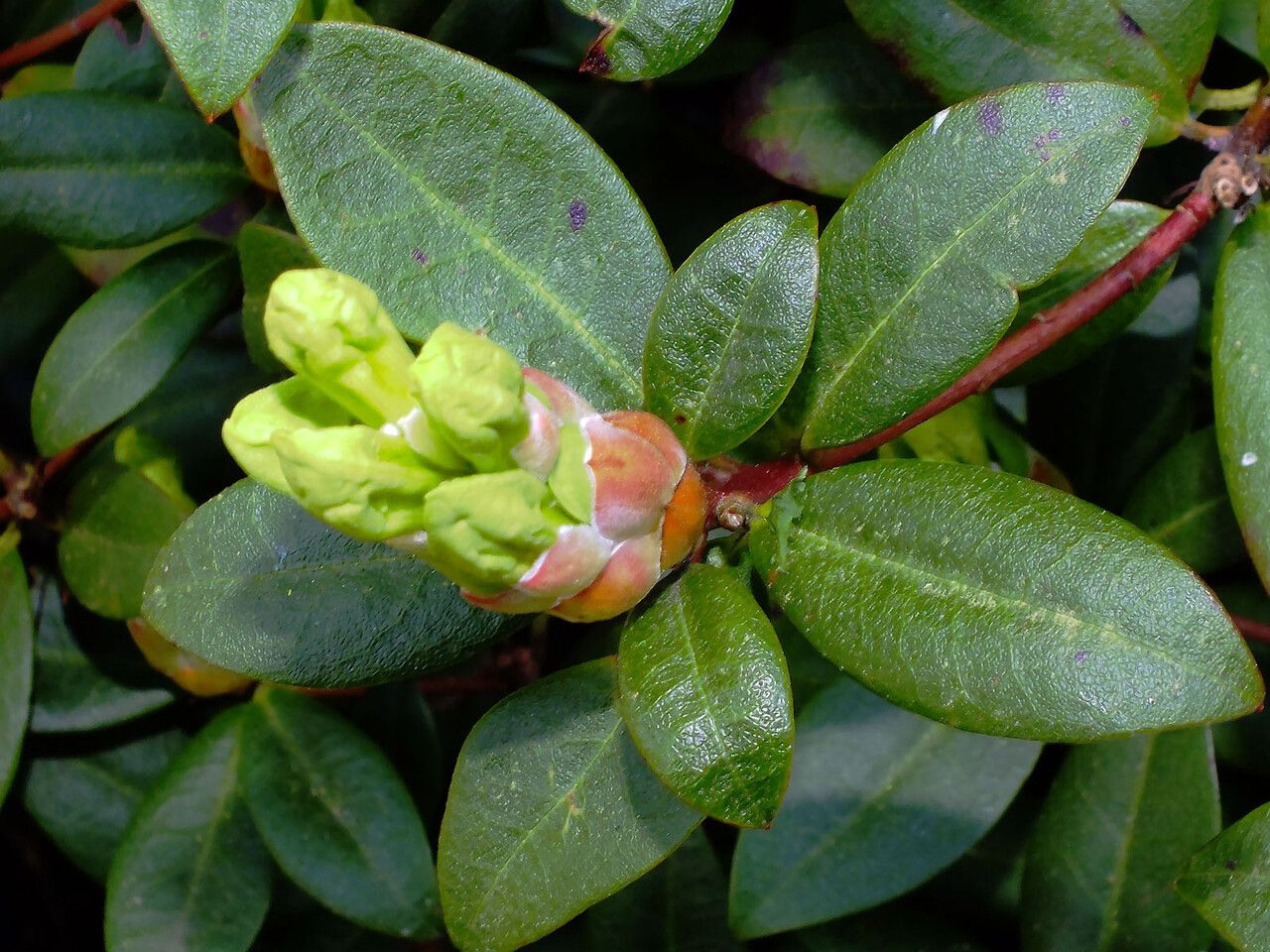 Rhododendron aureum leaf