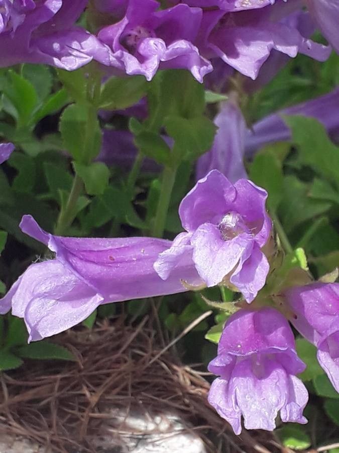 Penstemon fruticosus flower