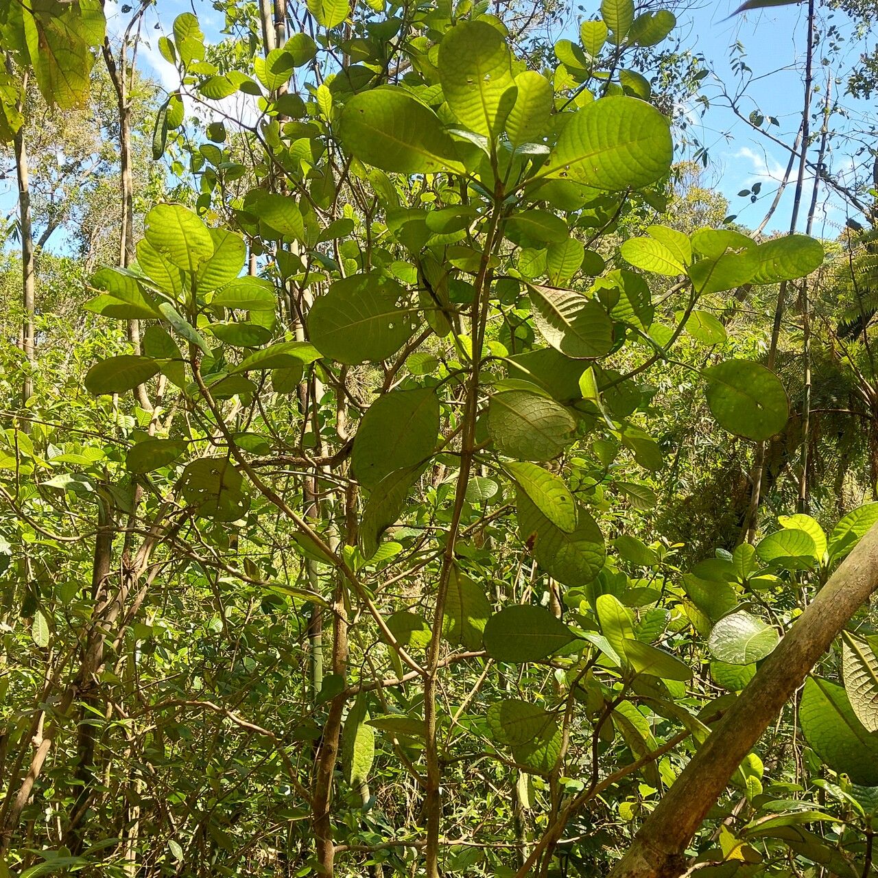 Psychotria bullulata habit