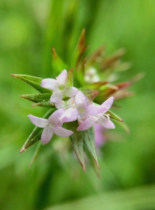 Asperula hexaphylla flower