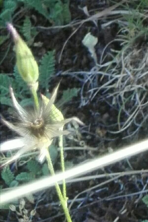 Crupina vulgaris fruit