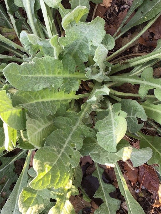 Silene fruticosa — houseplant care guide